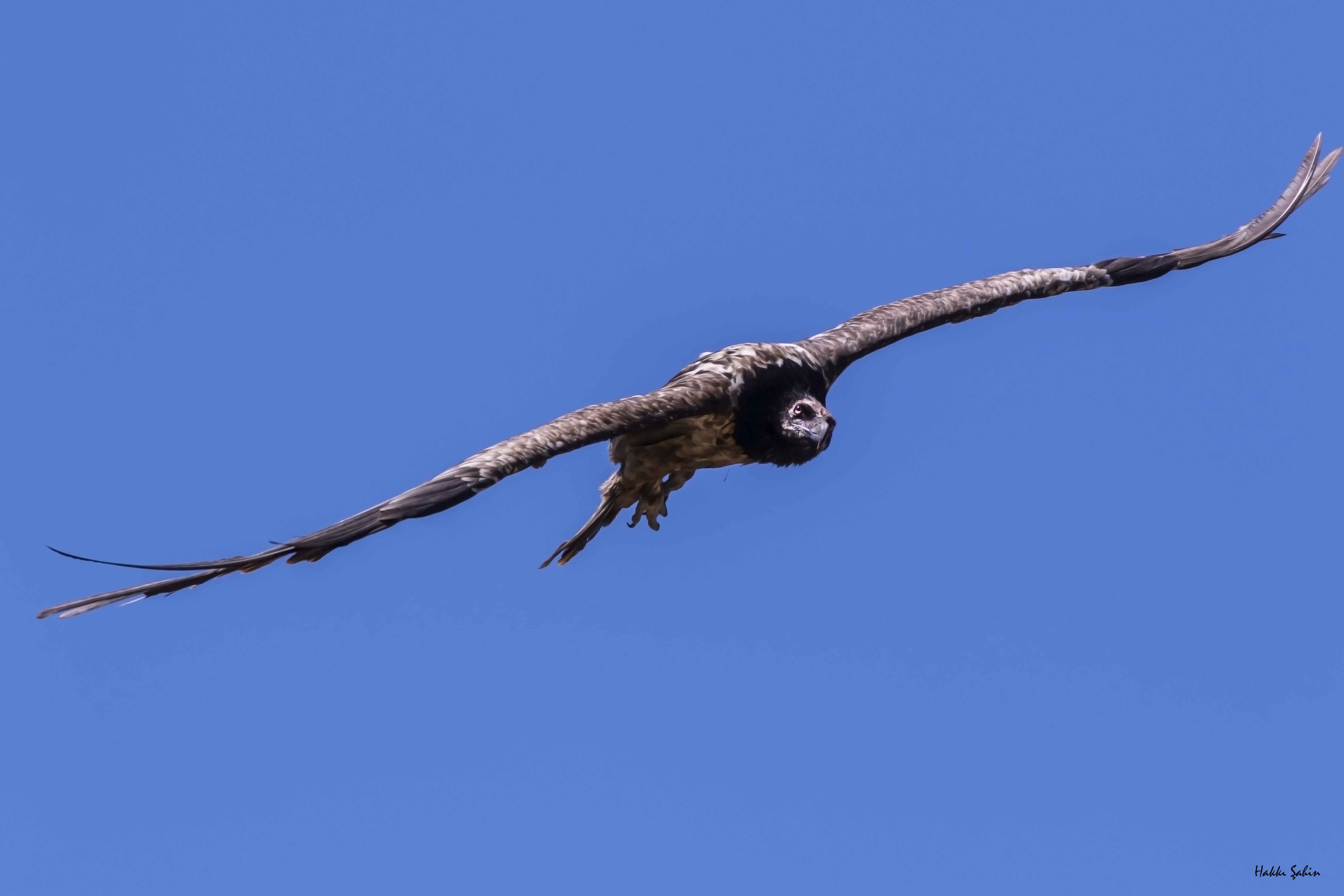 Bearded Vulture
